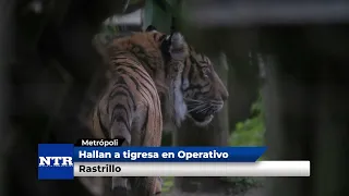 Bengal tiger found during sweep operation