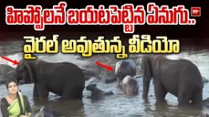SITRALU SUDARO : హిప్పోలనే బయటపెట్టిన ఏనుగు.. వైరల్ అవుతున్న వీడియో | 99TV