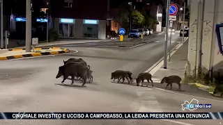 Wild boar struck and killed in Campobasso, LEIDA files a complaint