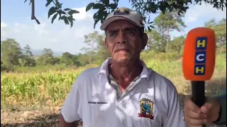 Drought continues! Agricultural producers in Ocotepeque call on the government for help