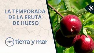 Tierra y mar | La temporada de la fruta de hueso