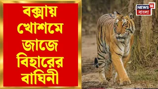 Buxa Tiger Reserve | বক্সায় খোশমেজাজে বিহারের বাঘিনী! জলাশয়ে স্নানের ছবি ক্যামেরাবন্দি | Bangla News