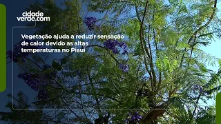 Vegetation helps reduce the feeling of heat due to high temperatures in Piauí