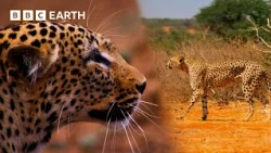 Extraordinary Big Cat Moments | BBC Earth