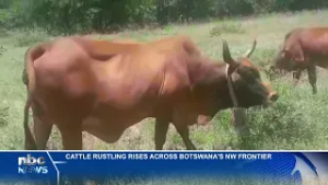 350 cattle rustled from Botswana via Namibia to Zambia - nbc