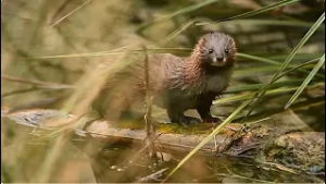 Viaţa satului: ediţia din 22 februarie 2026 (@TVR1)