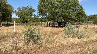 Texas heat destroys 100% of outdoor crops at local farm