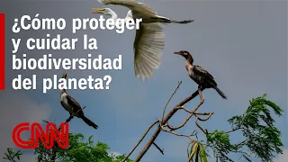 The Importance of Protecting the Planet's Biodiversity