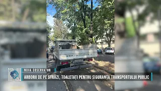Street trees pruned for public transport safety