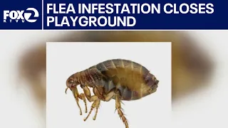 Bay Area playground closed due to flea infestation | KTVU