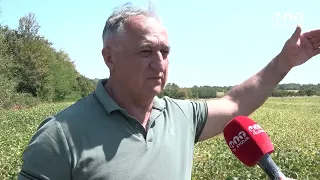 Suša dotukla i posljenju nadu seljaka - soje se već preoravaju - Hit Televizija Brčko