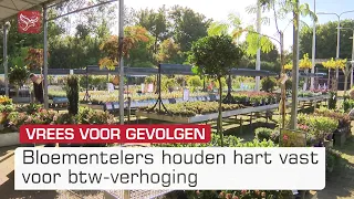 Bloementelers houden hart vast nu kabinet plan voor btw-verhoging voor bloemen en planten doorzet