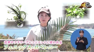 [Kago-Tan] Kagoshima's Favorites: Kagoshima Brand - Kagoshima's Phoenix Roebelenii (Broadcast on ...