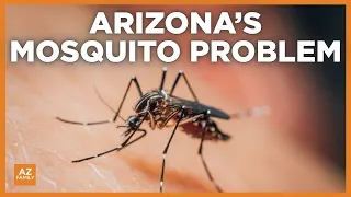 What to know about Arizona's nation-leading mosquito problem