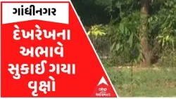 Gandhinagar |  વૃક્ષારોપણ બાદ દયનીય સ્થિતિ, 'એક પેડ મા કે નામ' હેઠળ વાવેલા છોડ સુકાયા