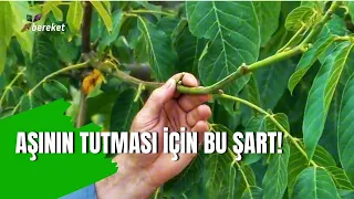 Why Your Tree Isn't Bearing Fruit? The Biggest Mistake When Collecting Grafting Scions!