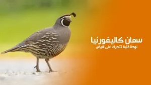 سمان كاليفورنيا لوحة فنية تتحرك على الأرض: حقائق مذهلة عن ملك التاج الصغير | كويست عربية