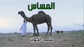 عساس الجنوب | عنم - الجوب 4-8-1436هـ