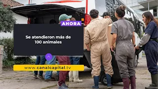 Veterinary brigade returns from Tolima after treating animals affected by wildfires | Environment