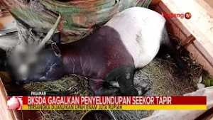 Dijanjikan Rp.6 Juta, Dua Tersangka Coba Selundupkan Tapir ke Sumatera Utara