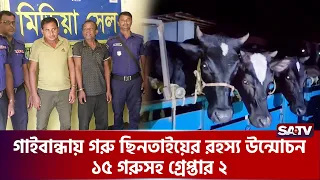 গাইবান্ধায় গরু ছি'নতা'ইয়ের রহস্য উন্মোচন, ১৫ গরুসহ গ্রে'প্তার ২ | Gaibandha | SATV