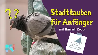 Stadttauben für Anfänger | mit Hannah Zepp