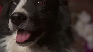 World Dog Day | Click Clack!