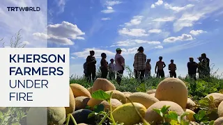 Ukrainian farmers battle Russian drones and collapsing grain prices