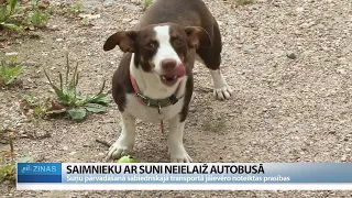 “Mans suns ir mierīgs” - saimnieks neizpratnē par uzpurņa nepieciešamību autobusos