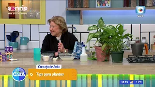 Homemade remedy for plants with yellow and dry leaves