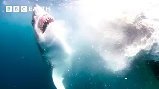 The Secret Behaviours of Animal Packs | BBC Earth