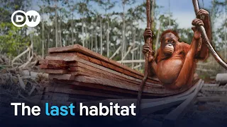 Inside the battle to protect Borneo’s last orangutans | DW Reporter