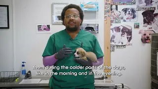 Pet Tips | Heatstroke