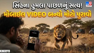 અમરેલીમાં ગેરકાયદે સિંહ દર્શન મામલે વન વિભાગ એક્શનમાં! | TV9Gujarati
