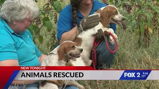 Over 100 animals looking for new homes after massive rescue in Missouri