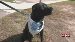 25th annual 'Bark in the Park' to benefit SFAHS