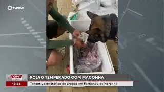 Octopus stuffed with marijuana seized in Fernando de Noronha | #NovaGeral
