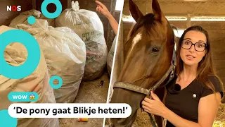 Riding school wants to buy a pony with the deposit money