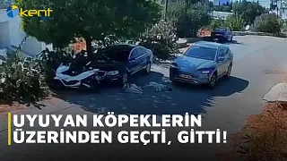 THEY RAN OVER SLEEPING DOGS AND DROVE OFF!