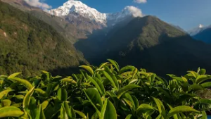 China-Nepal tea project brews opportunity