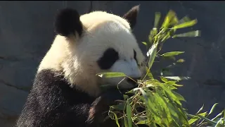 Giant pandas arrive in Atlanta from China