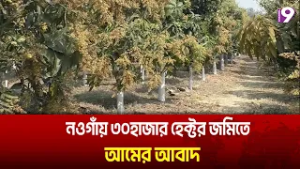 নওগাঁয় ৩০হাজার হেক্টর জমিতে আমের আবাদ | Channel 9 News