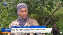 Rat infestation threatens agricultural production in the highlands of Mosteiros