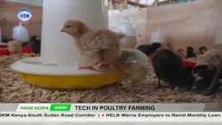 How Technology Is Transforming Kenya’s Poultry Industry || Farm Kenya