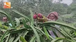 সিরাজগঞ্জ ও মানিকগঞ্জে চলতি মৌসুমে ড্রাগন ফলের বাম্পার ফলন | Mohona TV