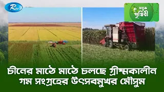 চীনের মাঠে মাঠে চলছে গ্রীষ্মকালীন গম সংগ্রহের উৎসবমুখর মৌসুম  | Sobuj Prithibe | Rtv