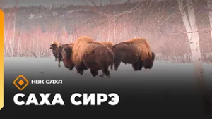 «Саха сирэ» информационнай биэрии. Олунньу 19 күнэ 13:30