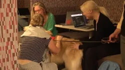 Feeling stressed? These therapy dogs could help at the U of A