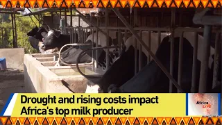 Drought and rising costs impact Africa's top milk producer