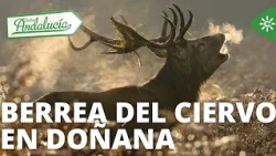 Destino Andalucía | La Berrea de Doñana, un auténtico espectáculo de la naturaleza